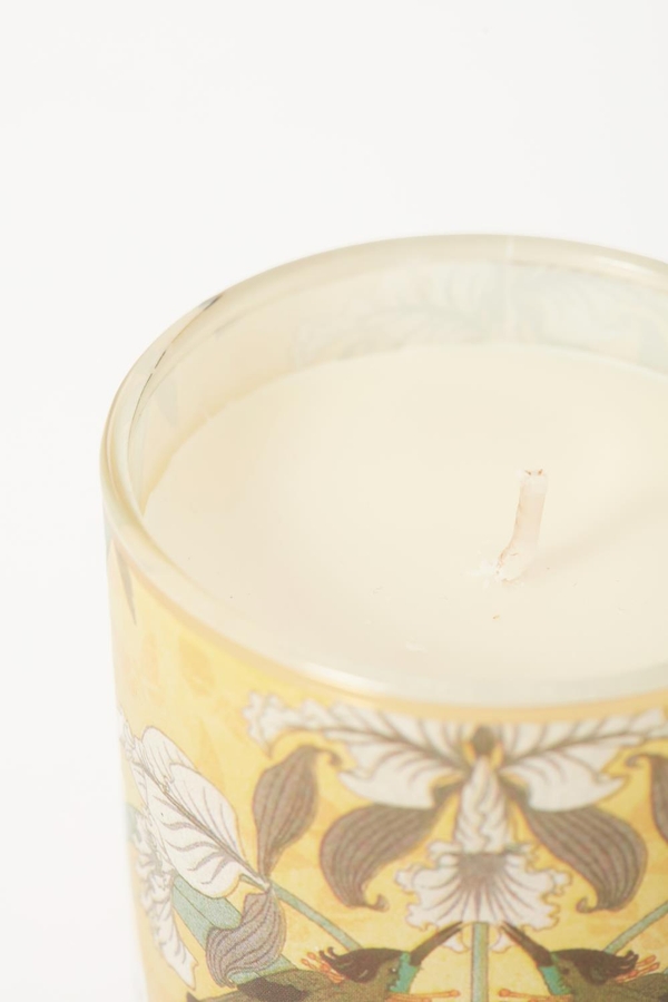 vela fantasy jasmine s